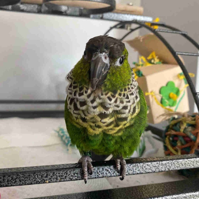 Black capped conure for rehome Birds for Rehoming Edmonton Kijiji