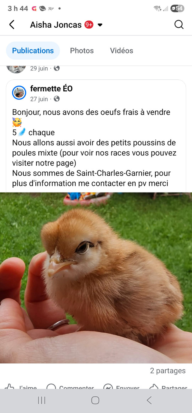 Oeufs frais dans Animaux de ferme  à Rimouski / Bas-St-Laurent