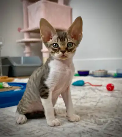 All kittens are now reserved. Thank you Brown tabby and white Male - Reserved Blue and White Female...