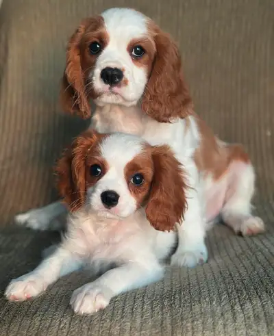 Hello! I am an in-home licensed and experienced breeder from Keswick Ridge, NB. (NBSPCA #1168) I bre...