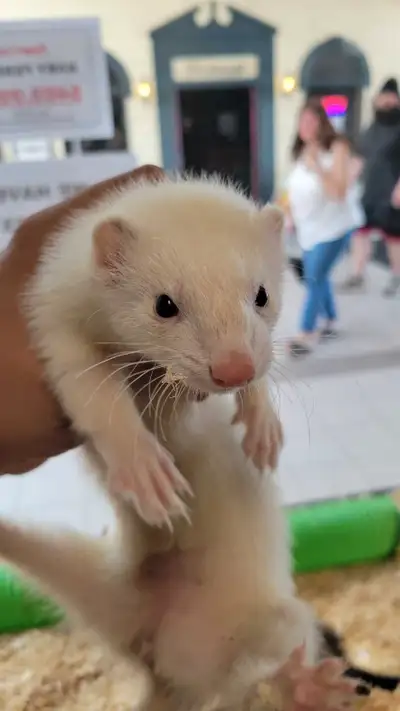 We have some beautiful baby ferrets available just 12 weeks old boys and girls they have been fully...