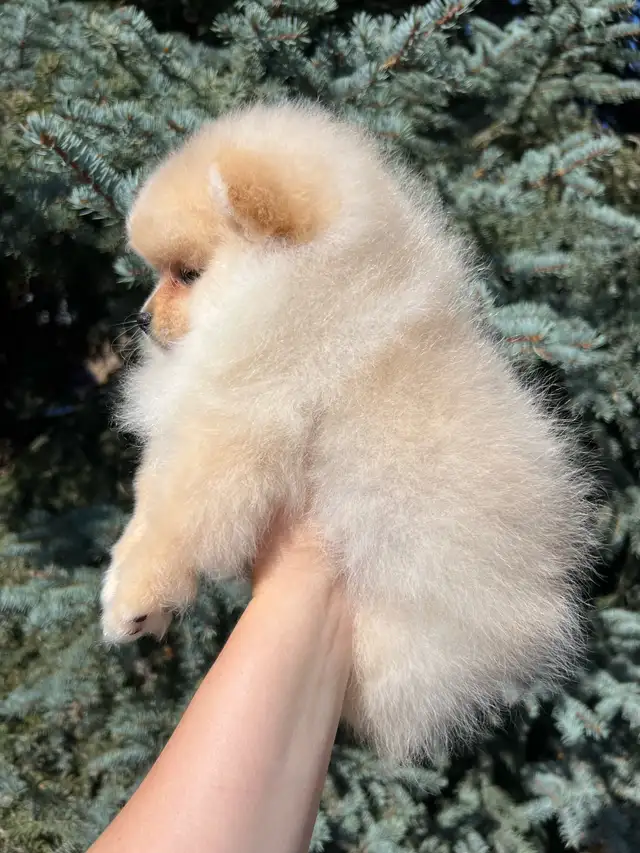 Adorable Cream Pomeranian Girl in Dogs & Puppies for Rehoming in Vernon - Image 5