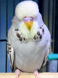Show Quality English Budgie ! Pending Pick Up ! 