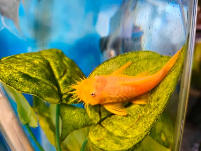 Albino Pleco For breeding Male in Fish for Rehoming in London - Image 6
