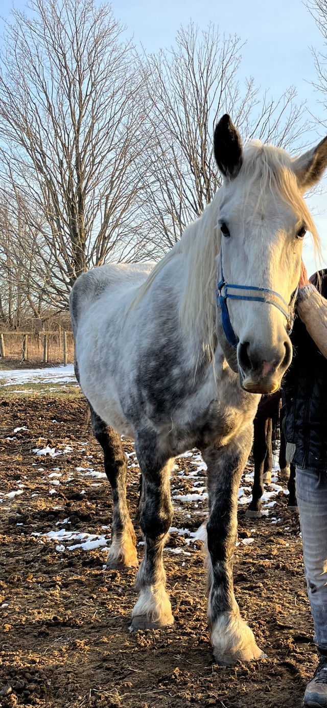 Percheron Mare in Horses & Ponies for Rehoming in Oshawa / Durham Region