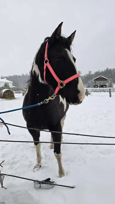 Paint Mare, View more