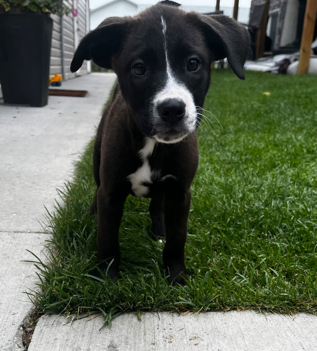 Bernese-lab mix Puppies in Dogs & Puppies for Rehoming in Saskatoon