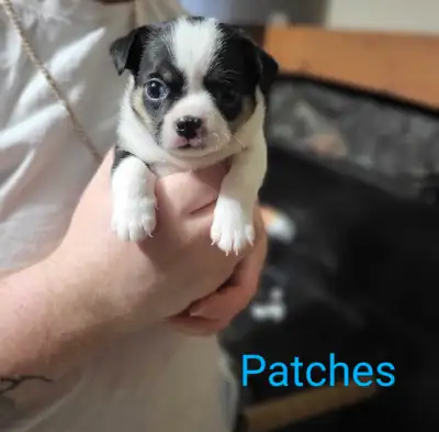 adorable pomchi  puppies, View more