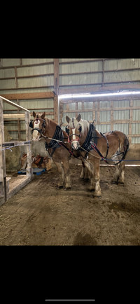 As new draft horse team parade harness 