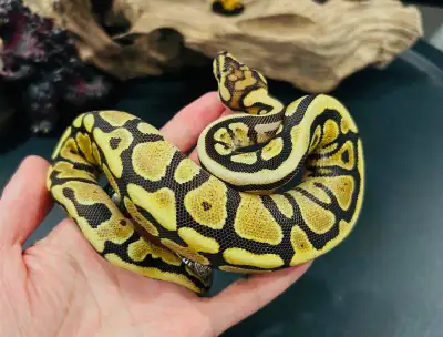 Baby ball python, View more