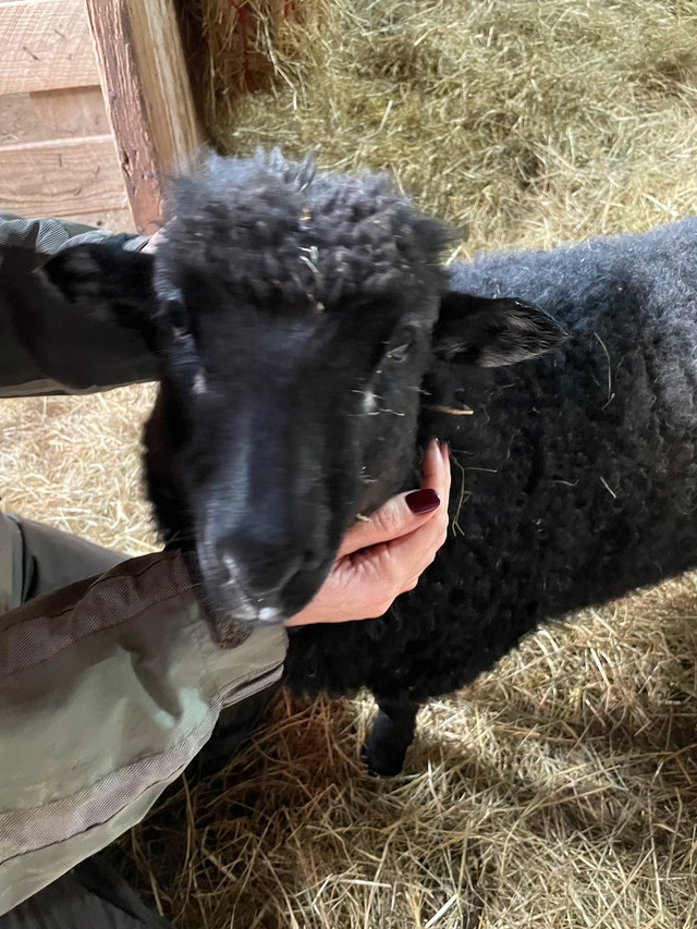 Spring lambs in Livestock in Bridgewater