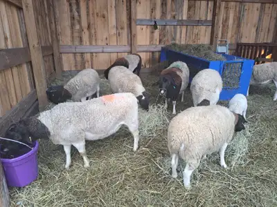 Dorper Breeding Flock for Sale, View more