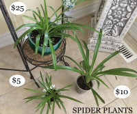 Indoor Spider Plants