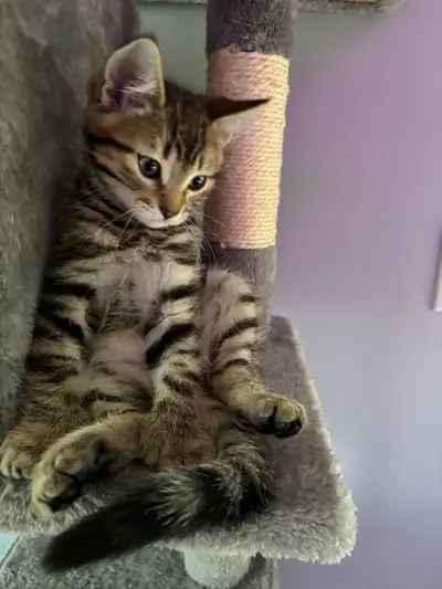 Chatons Bengal X, View more