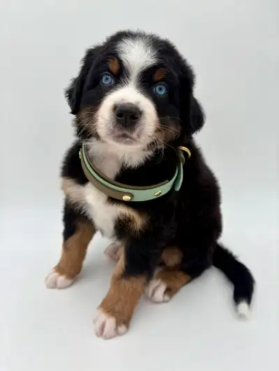 We have just one male left of our litter of ten. He is a gorgeous double blue eyed tri! Australian M...