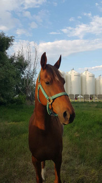 8 year old saddle bred mare