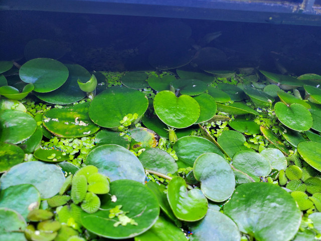 Frogbit - Aquarium Plant in Other in Dartmouth - Image 3