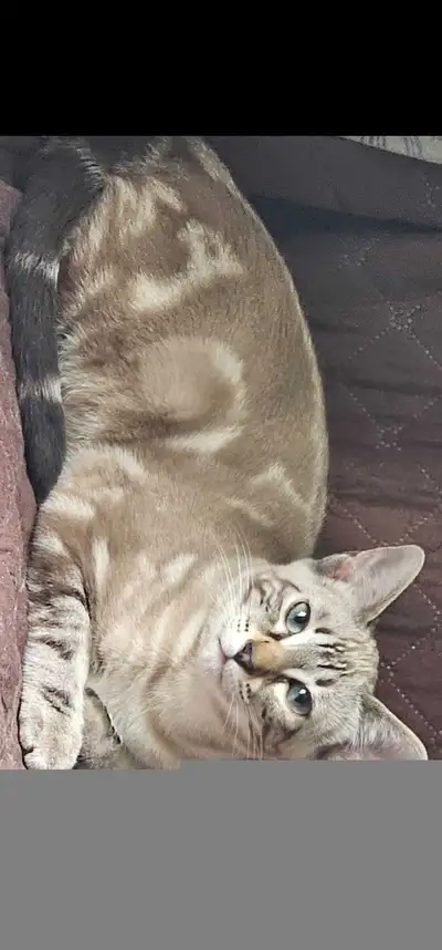 She is 11 months old fully vaccinated, dewormed and flea reated, but not spayed. Shy girl at first t...