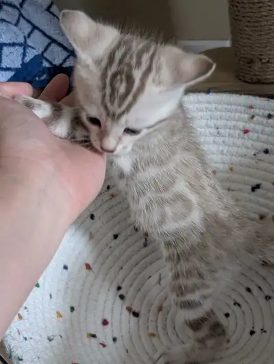 TICA Snow Bengal Kittens available, View more