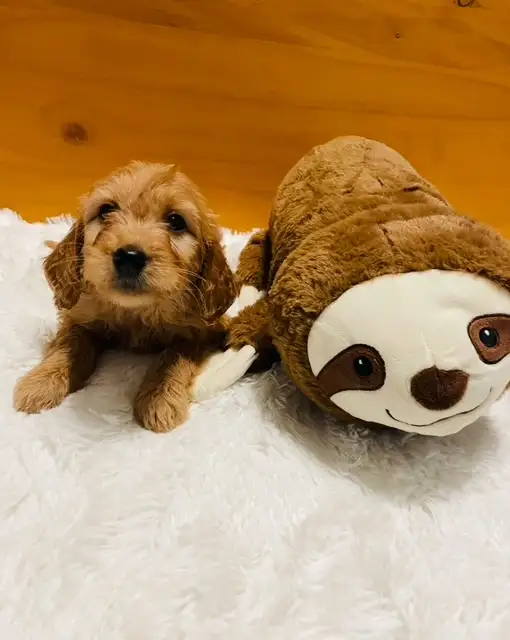Miniature Cavapoo pups in Dogs & Puppies for Rehoming in City of Toronto - Image 4