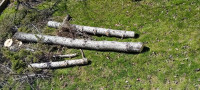 14 foot Spruce log