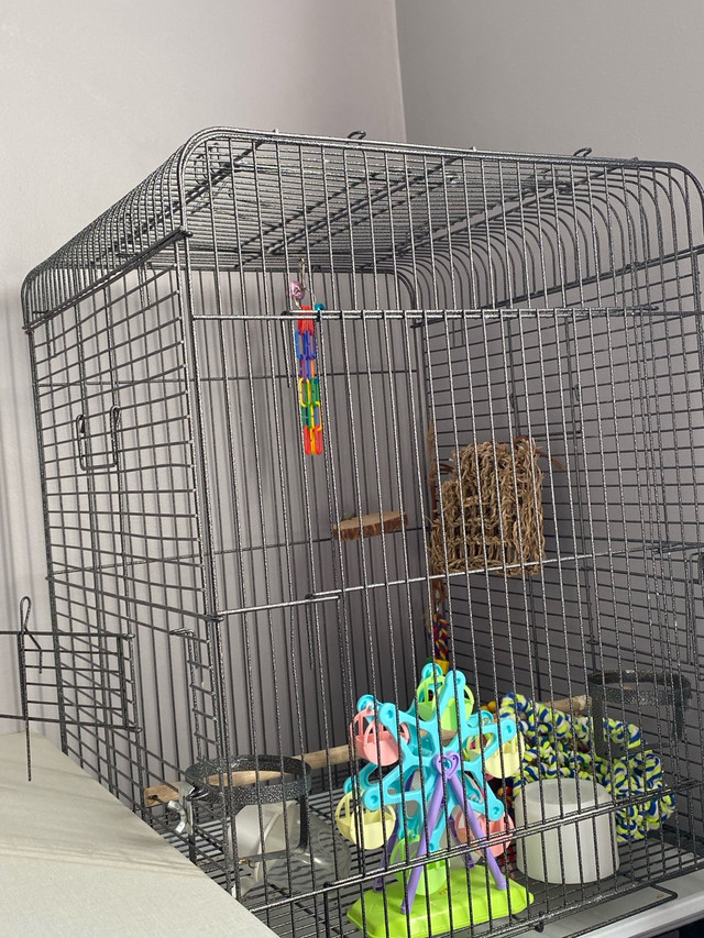 Cage for sale , cockatiels, conures or more  in Hobbies & Crafts in Mississauga / Peel Region