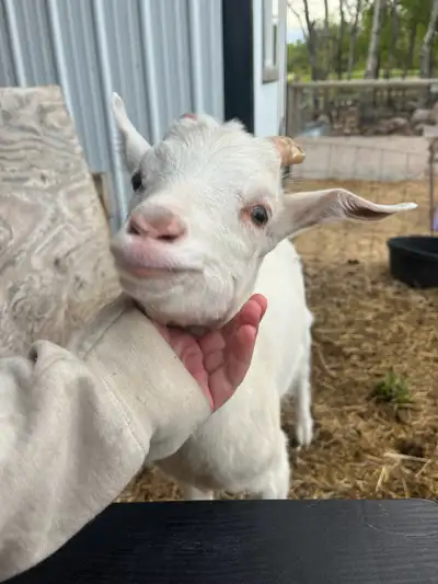 3 month old saanen alpine buckling. Growing big and strong ready for new home. Intact. Mom is purebr...