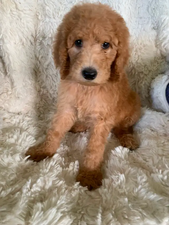 Beautiful smart standards poodle puppies in Dogs & Puppies for Rehoming in Vancouver - Image 10
