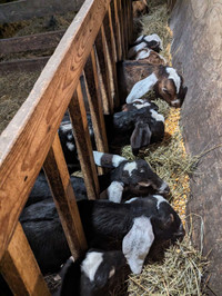 Registered Nubian goats 