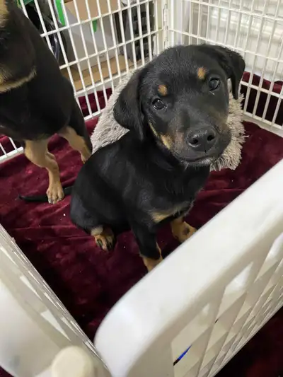 Only 2 Beautiful Puppies remaining! One male, one Female. Puppies are a Rottweiler/Doberman mixed br...