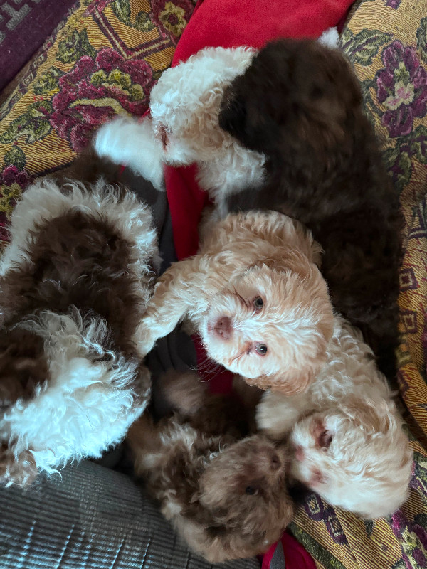 Cockapoo/Shihtzu Puppies For Sale in Dogs & Puppies for Rehoming in Petawawa - Image 4