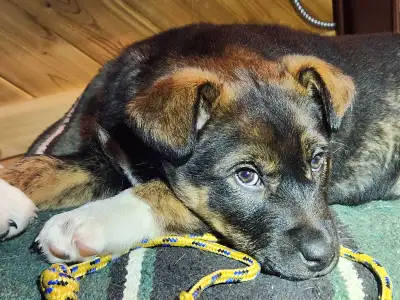 3 husky mix little girl looking for a new loving home, View more