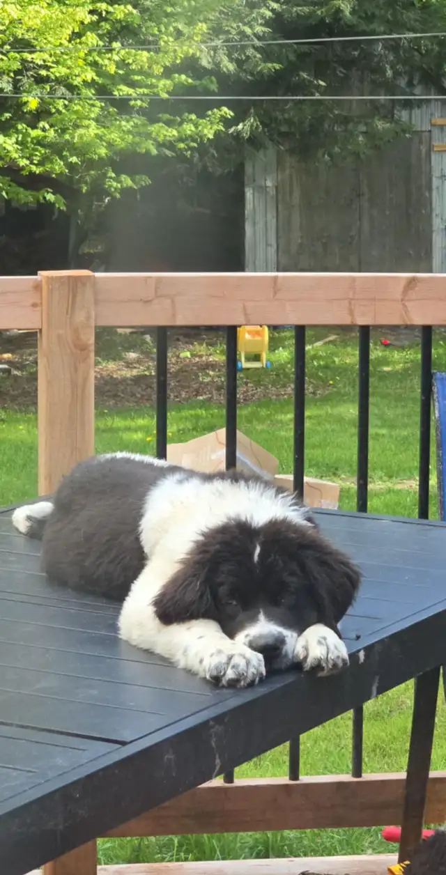 Chiot Terre-Neuve / Saint-Bernard - Vacciné / Vermifugé / Microp in Dogs & Puppies for Rehoming in Drummondville - Image 2