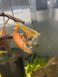 Pair of shrimp. Good friends. Price for the pair.