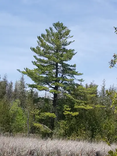 Resthaven Memorial Gardens - 2 Plots Side by Side, View more