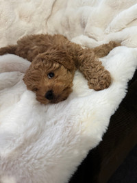 Adorable Miniature Poodle!!! 