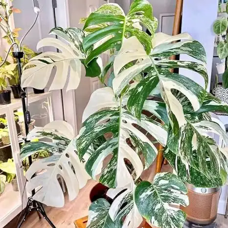 Combo : 2 Monstera rooted wetstick of your choice in Plants, Fertilizer & Soil in City of Toronto - Image 5