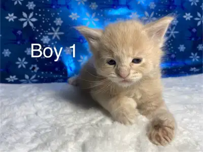 Polydactyl Highlander Lynx X Kittens, View more