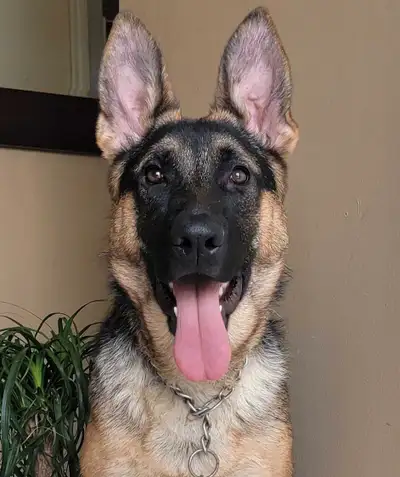 CKC Registered Female German Shepherd, View more