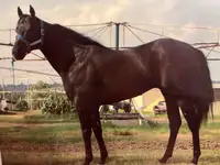 Race bred AQHA stallion at stud 