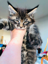 Maine Coon Kittens for Sale in Vancouver