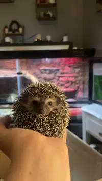 Baby female hedgehog