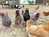 ISO LAYING HENS