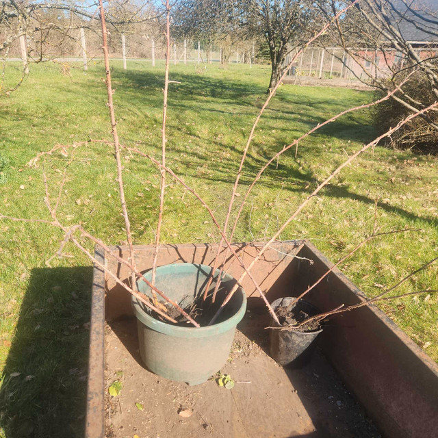 Raspberry Canes  in Plants, Fertilizer & Soil in Cowichan Valley / Duncan
