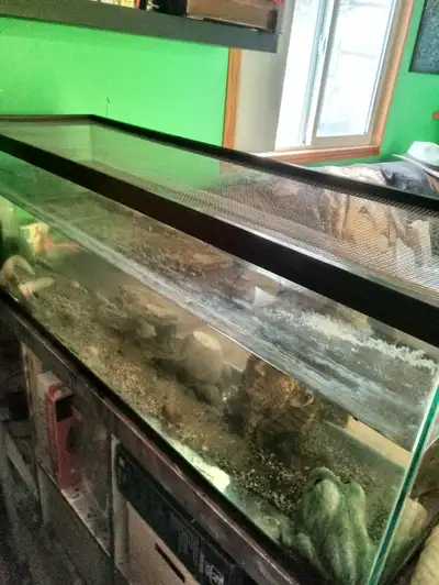 Axolotl's and tank, View more