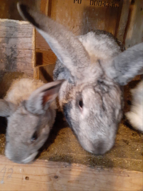 Rabbits , Flemish , meat or pets Livestock Woodstock Kijiji