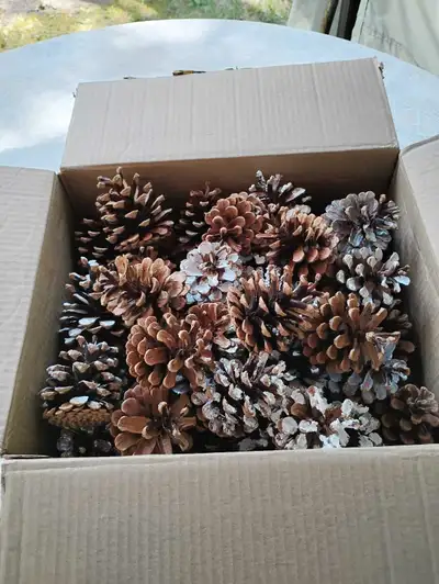 Plus de 4 douzaines de cocottes natures, ou enneigées, pour artisanat ou décorations