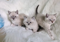 Ragddoll/Ragamese kittens