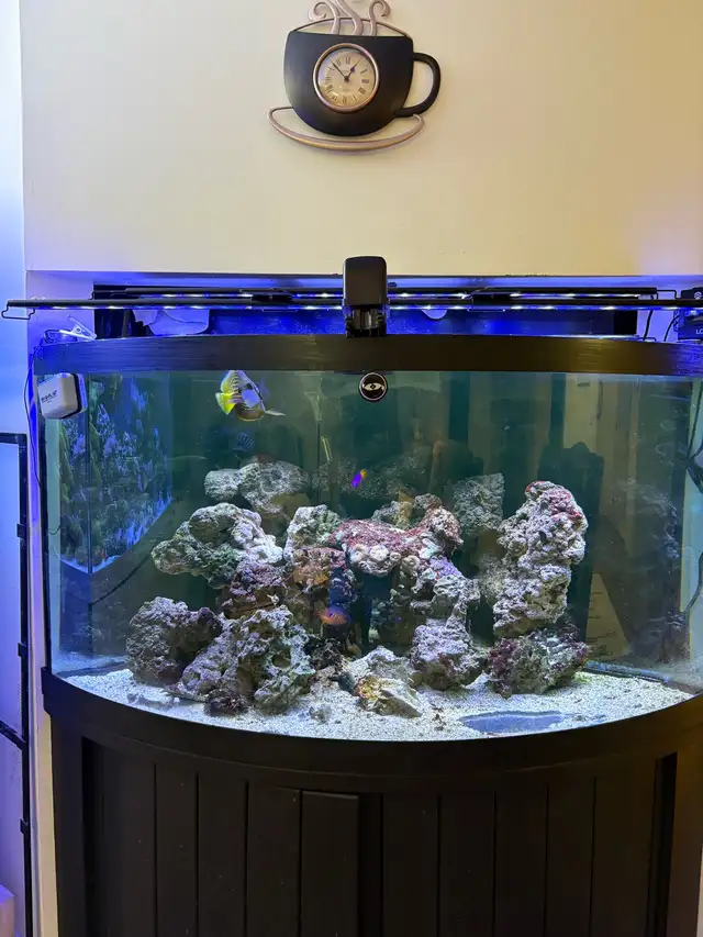 Aquariums and Salt fish for sale in Fish for Rehoming in Barrie - Image 9