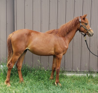 Anella Registered Morgan Chestnut yearling mare